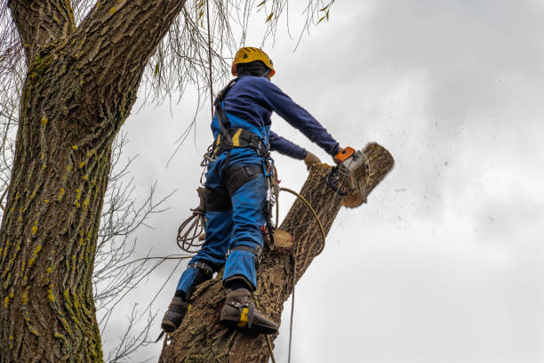 Leaf Removal in Enterprise, WV