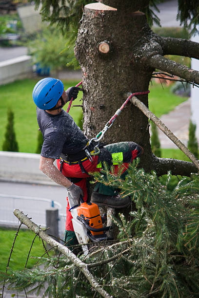 Why Choose Our Tree Removal Services in Enterprise, WV?